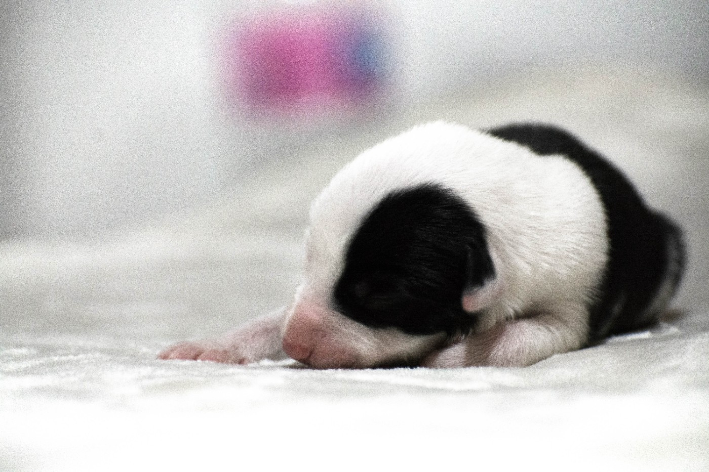 De la Vallée de Hez - Chiots disponibles - Border Collie