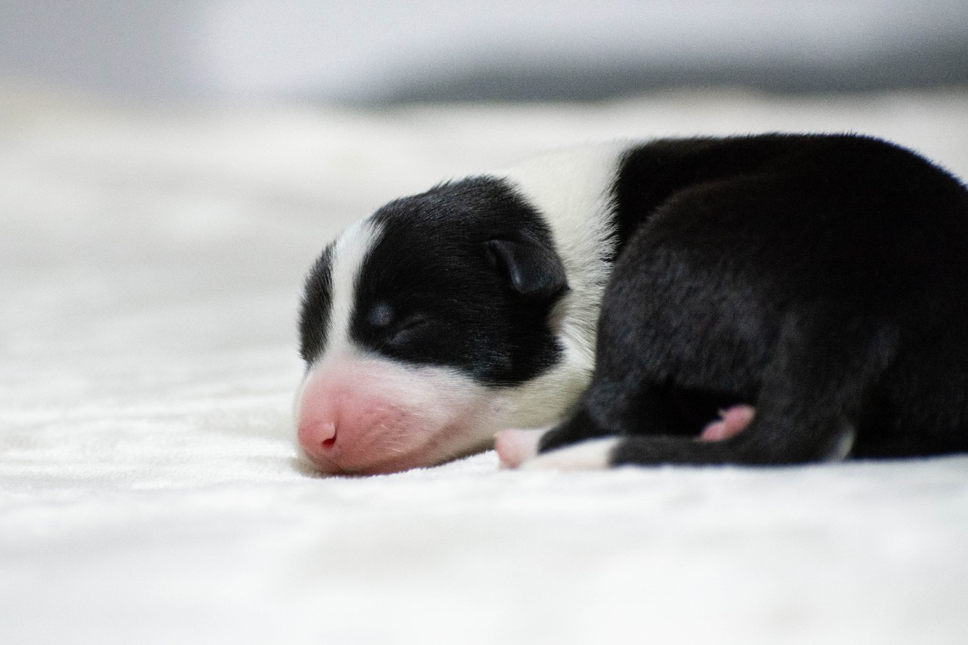 De la Vallée de Hez - Chiots disponibles - Border Collie