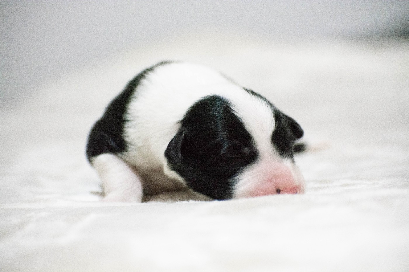 De la Vallée de Hez - Chiots disponibles - Border Collie