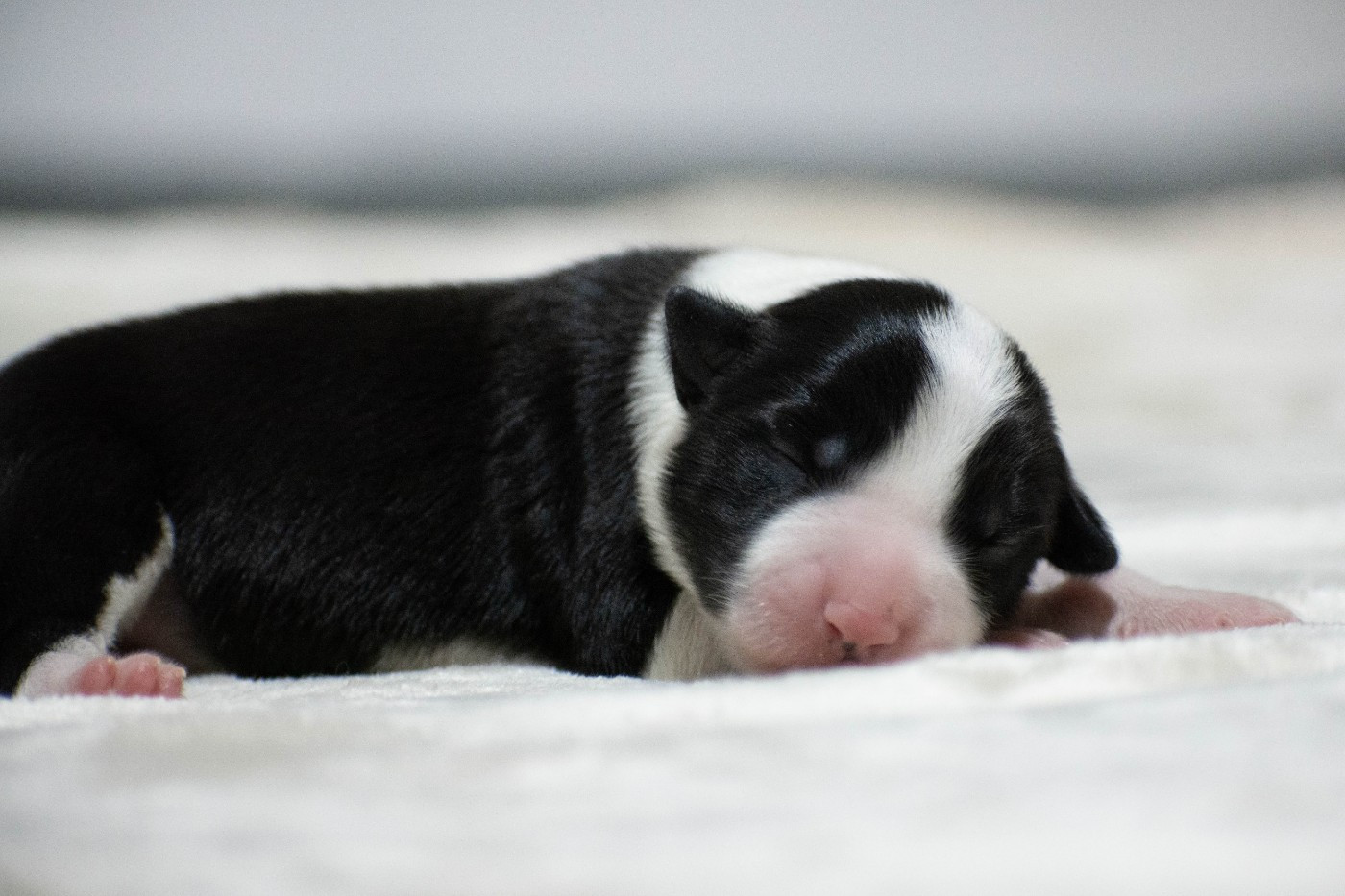 De la Vallée de Hez - Chiots disponibles - Border Collie