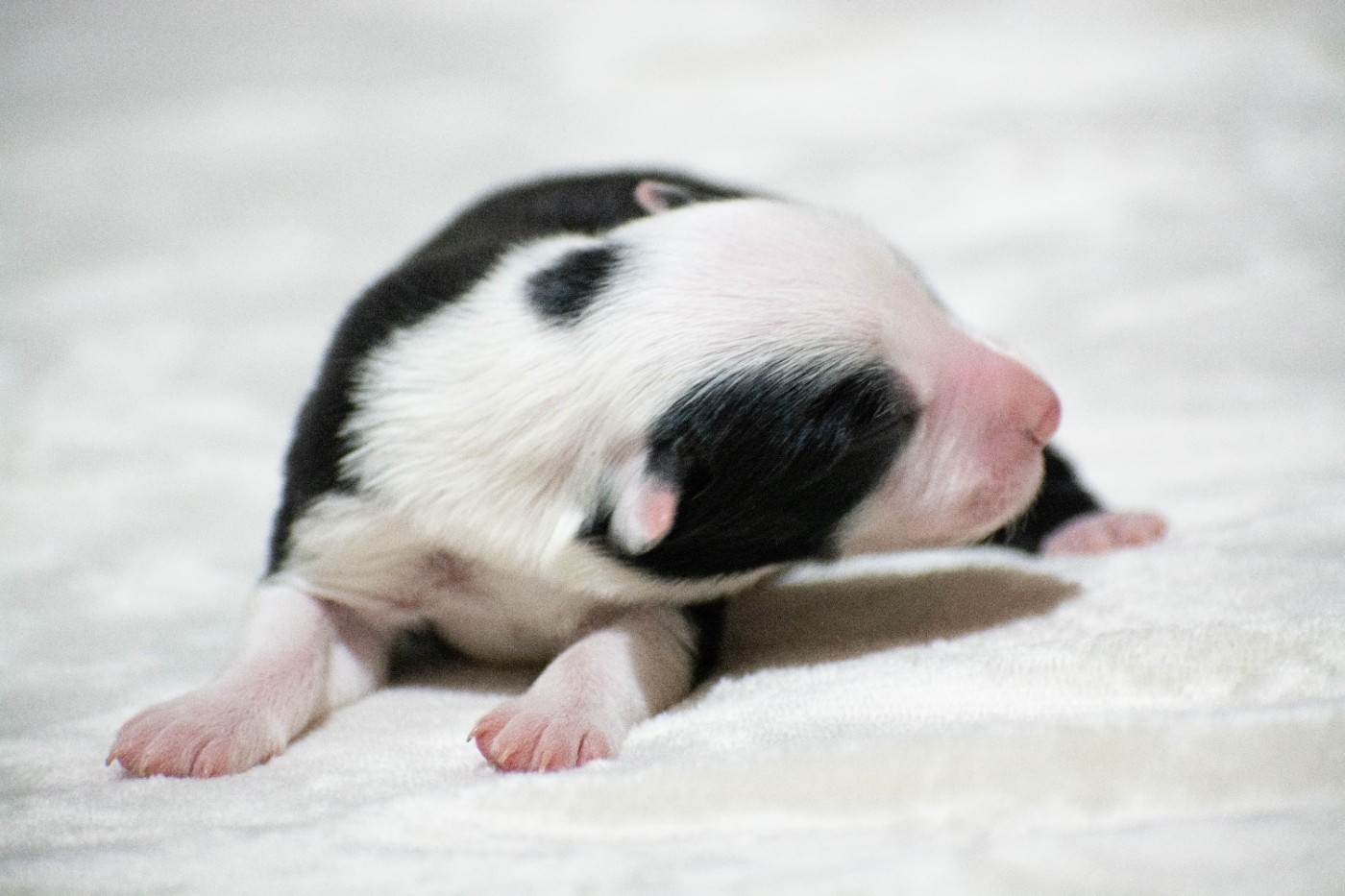 De la Vallée de Hez - Chiots disponibles - Border Collie