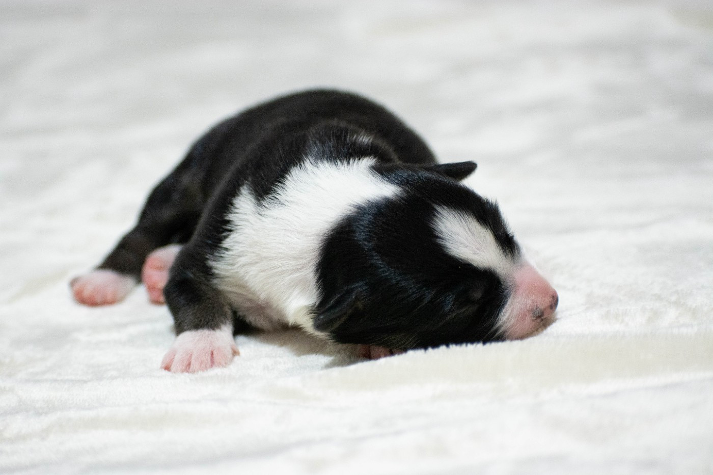 De la Vallée de Hez - Chiots disponibles - Border Collie