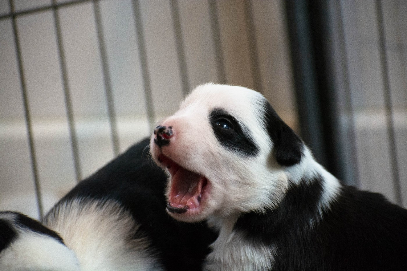 De la Vallée de Hez - Chiots disponibles - Border Collie