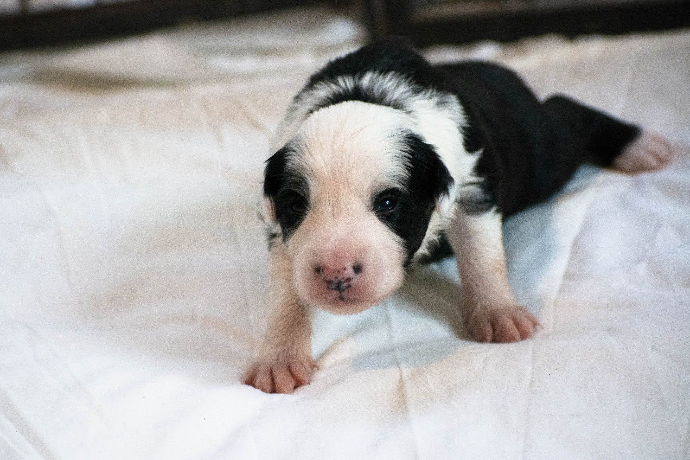 De la Vallée de Hez - Chiots disponibles - Border Collie