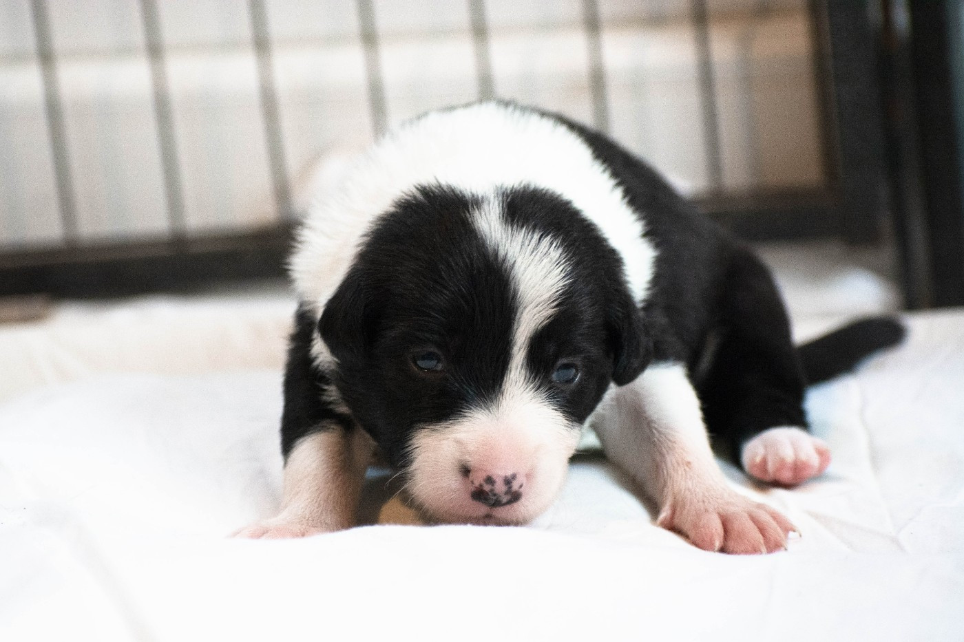 De la Vallée de Hez - Chiots disponibles - Border Collie