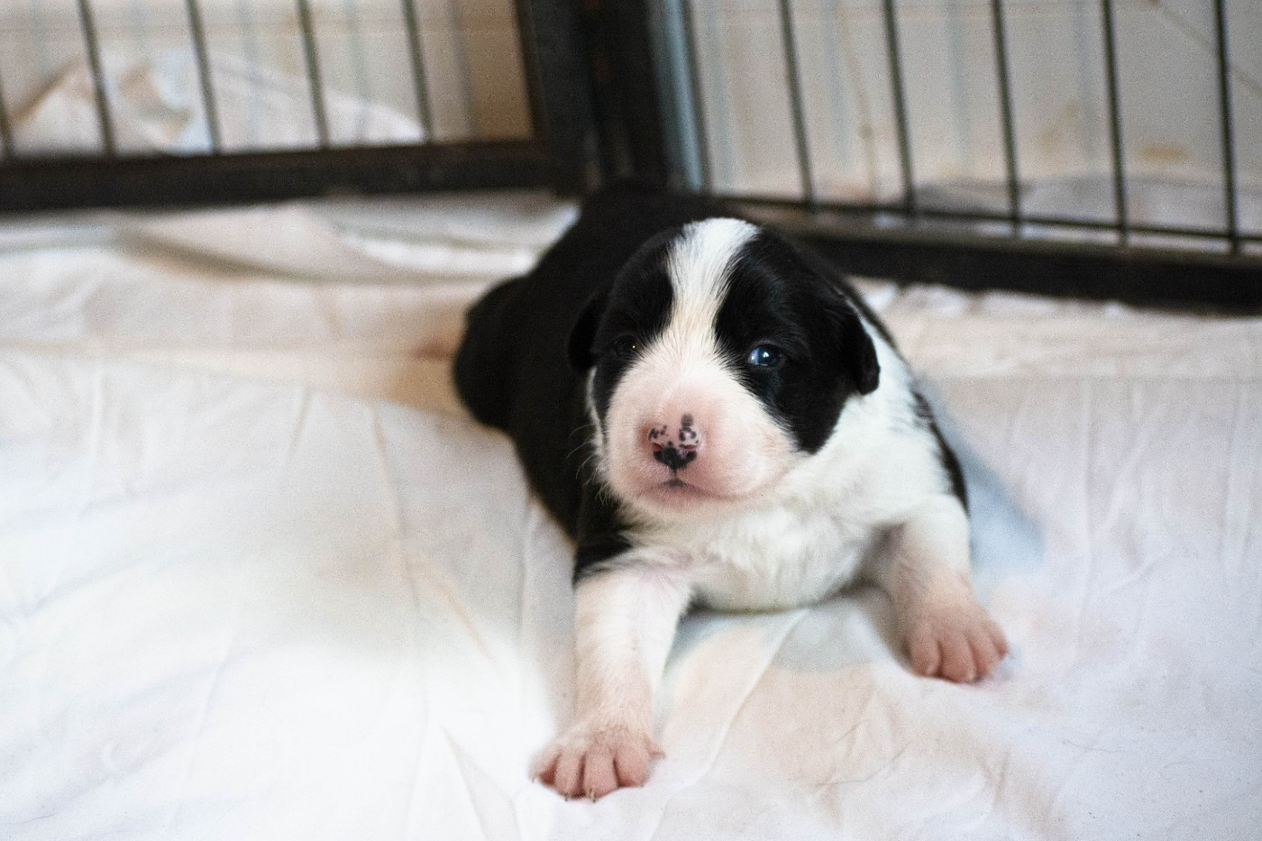 De la Vallée de Hez - Chiots disponibles - Border Collie