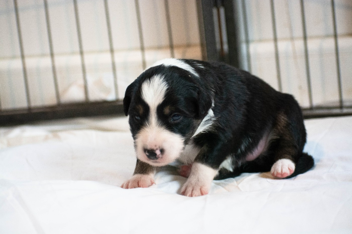 De la Vallée de Hez - Chiots disponibles - Border Collie