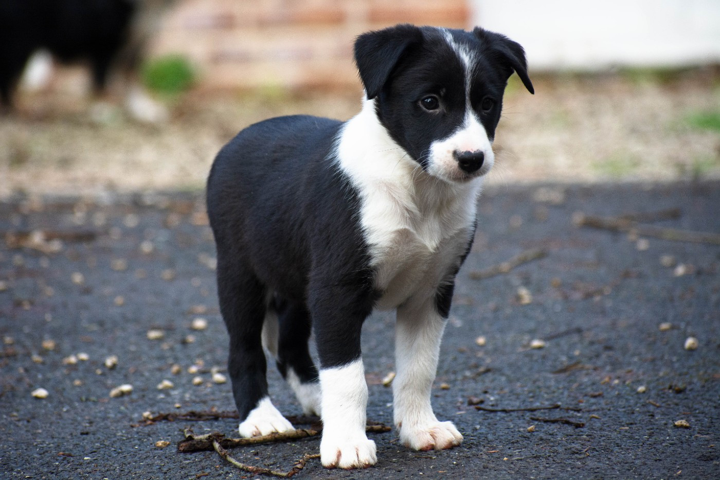 De la Vallée de Hez - Chiots disponibles - Border Collie