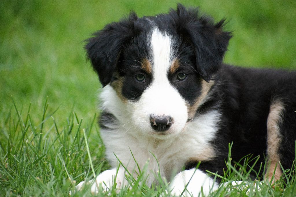 De la Vallée de Hez - Chiots disponibles - Border Collie