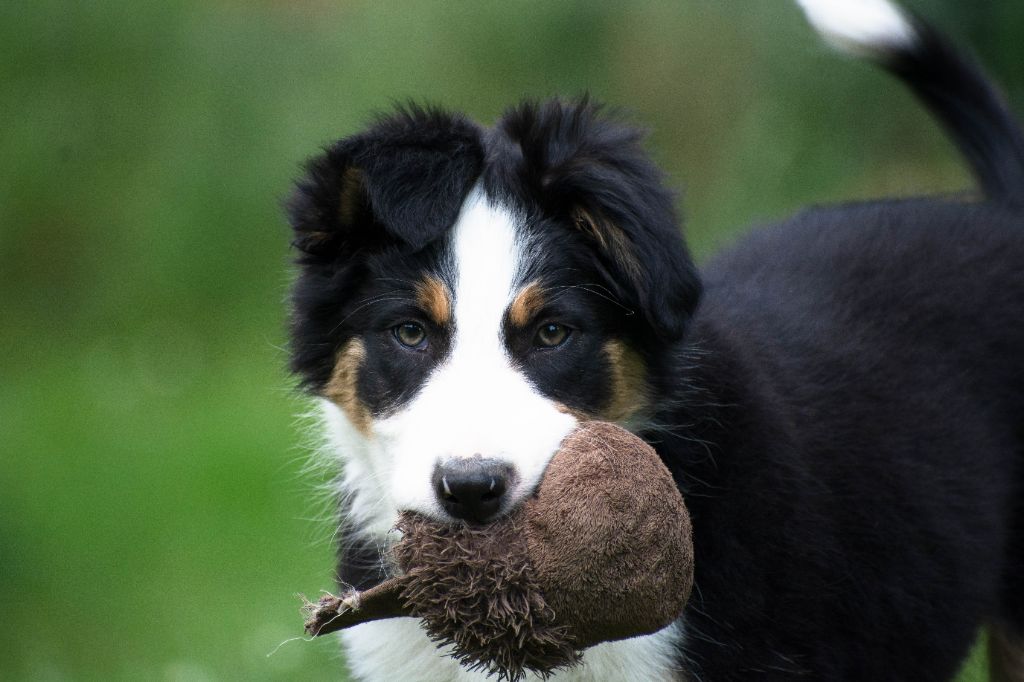De la Vallée de Hez - Chiots disponibles - Border Collie