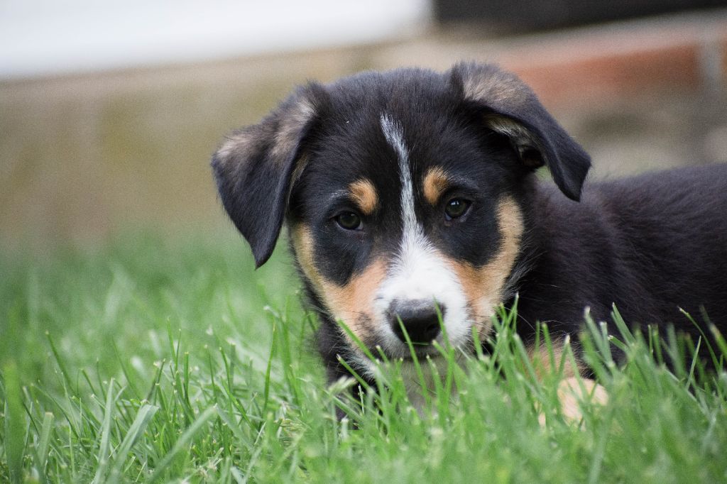 De la Vallée de Hez - Chiots disponibles - Border Collie